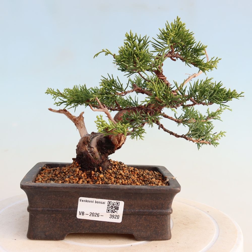 Outdoor bonsai - Juniperus chinensis Itoigawa - Chinese juniper