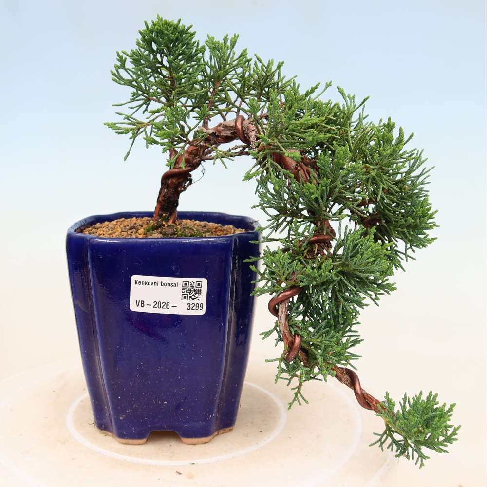 Outdoor bonsai - Juniperus chinensis Kishu