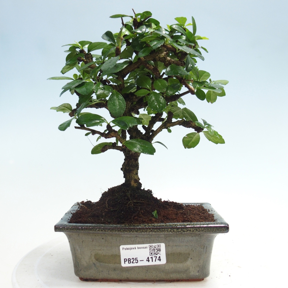 Room bonsai - Carmona macrophylla - Tea fuki