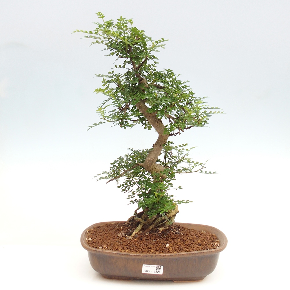 Indoor bonsai - Zantoxylum piperitum - Peppermint