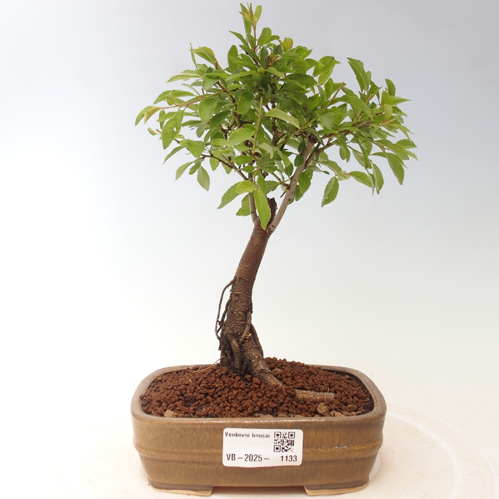 Outdoor bonsai - Prunus spinosa - blackthorn