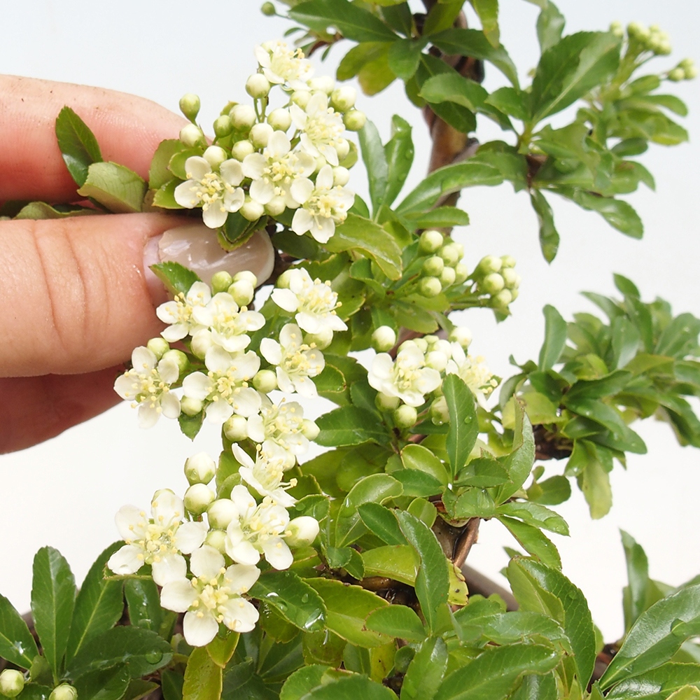 Outdoor Bonsai - Pyracantha teton - Scarlet Firethorn