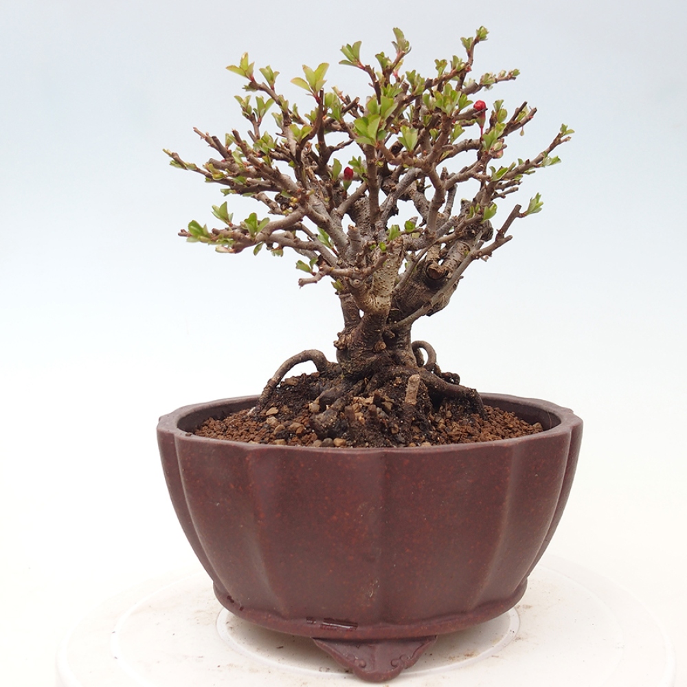 Outdoor bonsai - Chaneomeles speciosa - Quince