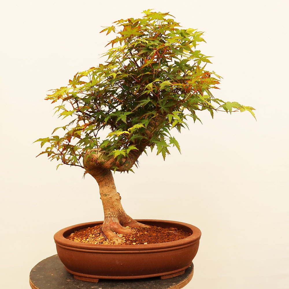 Outdoor bonsai - Maple palmatum - Palms