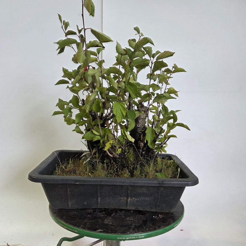 Outdoor bonsai Cherry - Prunus aviata