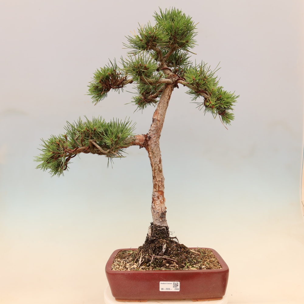 Outdoor Bonsai - Pinus sylvestris 'Watererri' - Scots Pine