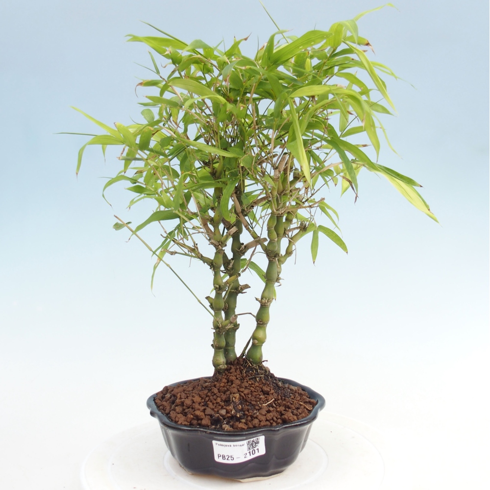 Indoor bonsai - Bamboo Buddha-Bamboo Buddha's belly
