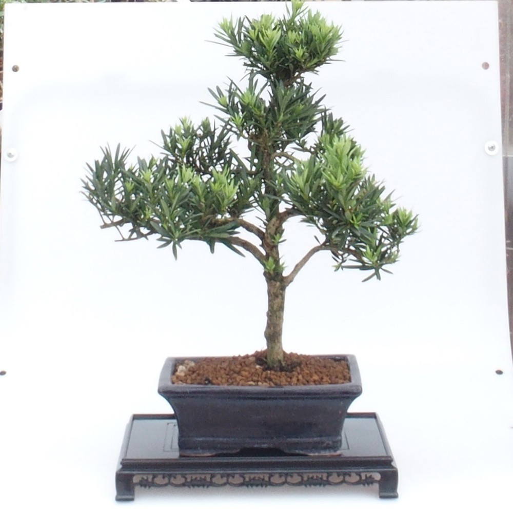 Bonsai table plastic rectangular 27 x 17,5 x 4  cm, color black