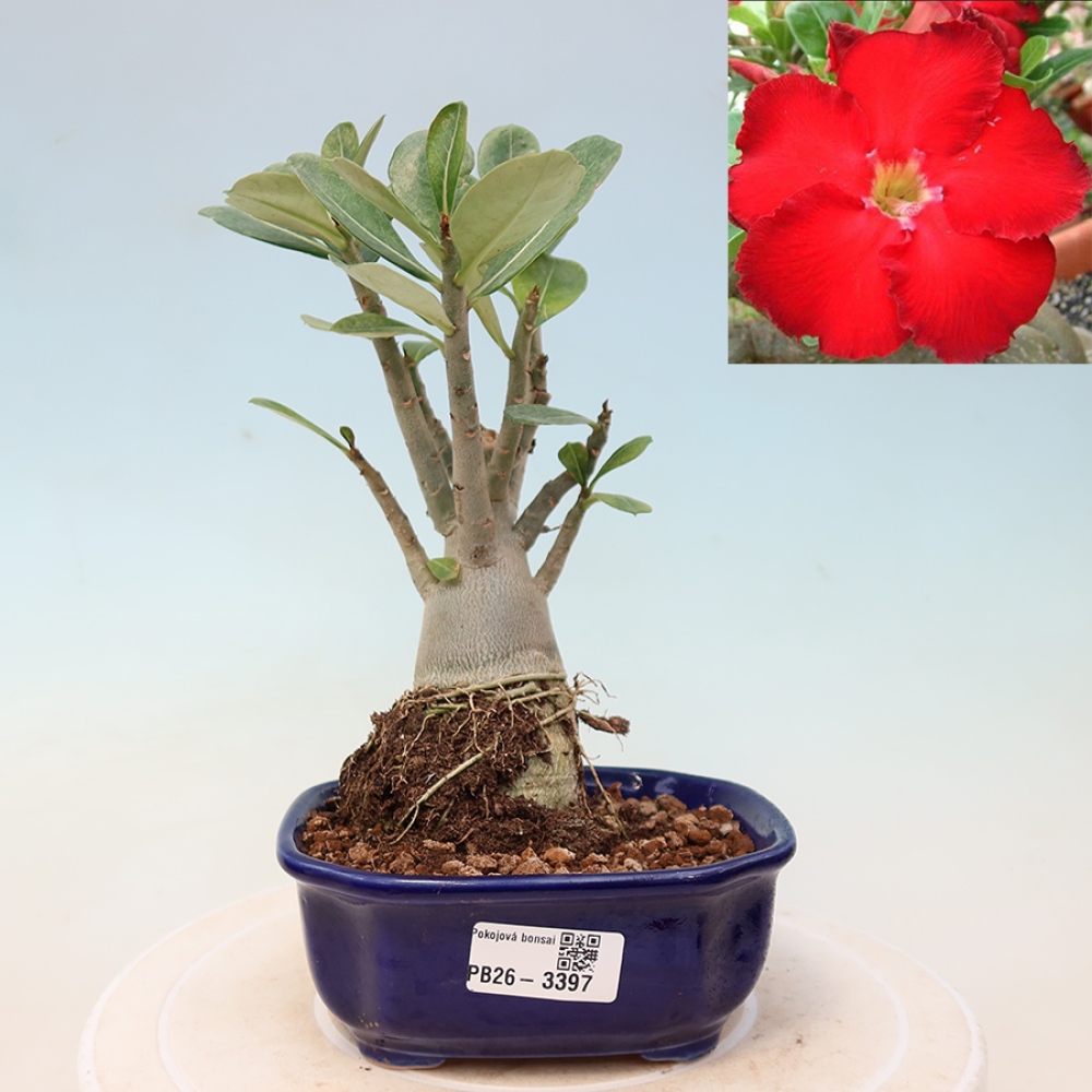 Indoor Bonsai - Adenium obesum Red Star - Desert Rose