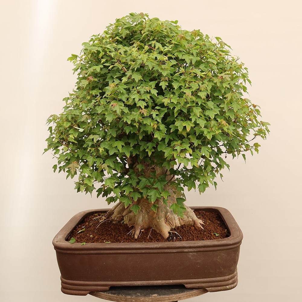 Outdoor bonsai - Maple Burger - Acer Burgerianum