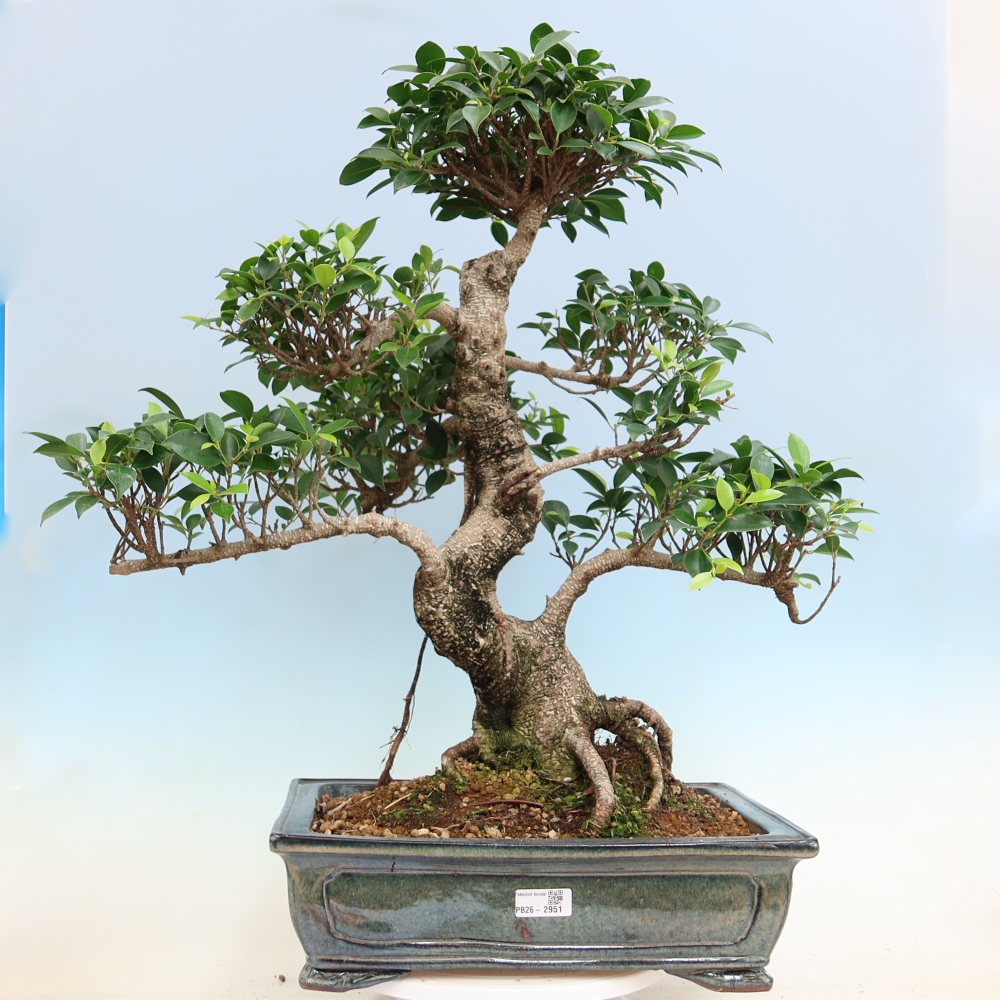 Room bonsai - Ficus kimmen - small-leaved ficus