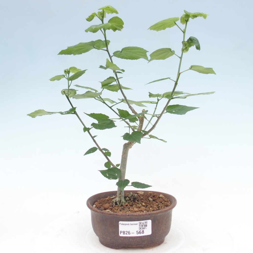 Indoor bonsai - Malvaviscus arboreus