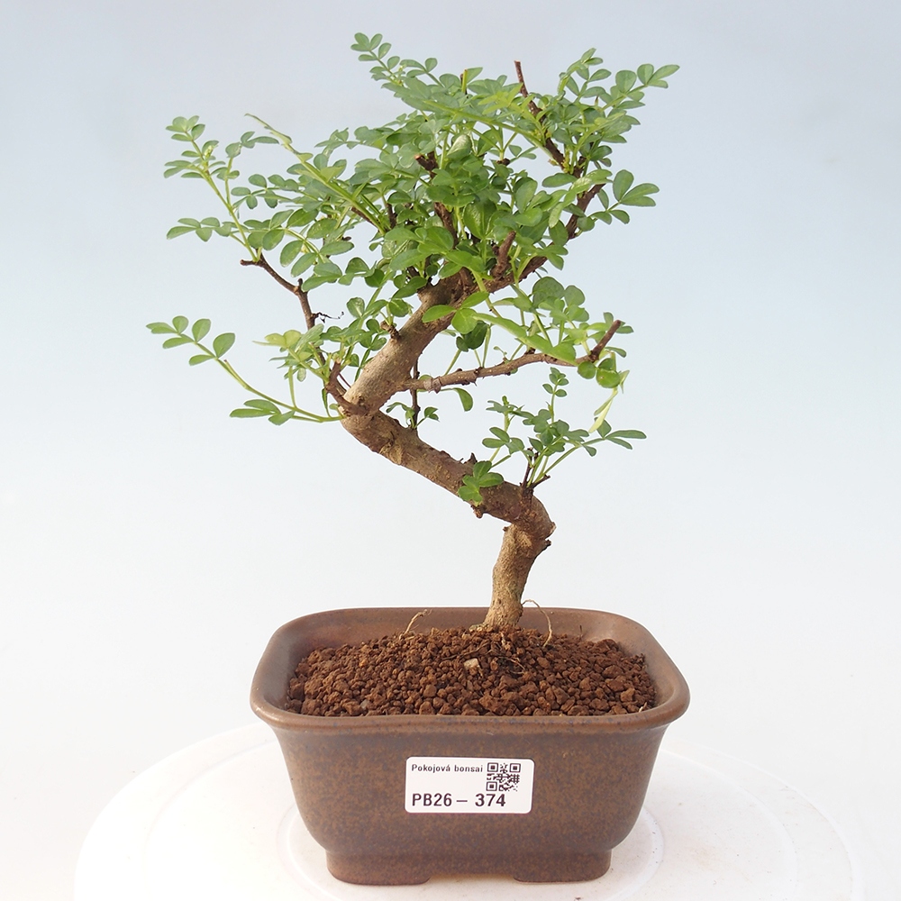 Room bonsai - Zantoxylum piperitum - pepper tree
