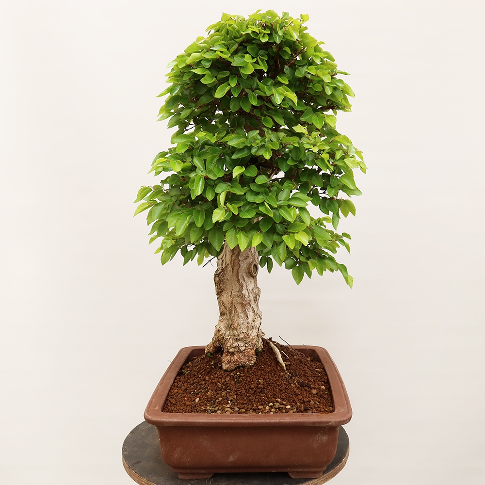 Outdoor bonsai - Carpinus Coreana - Korean hornbeam