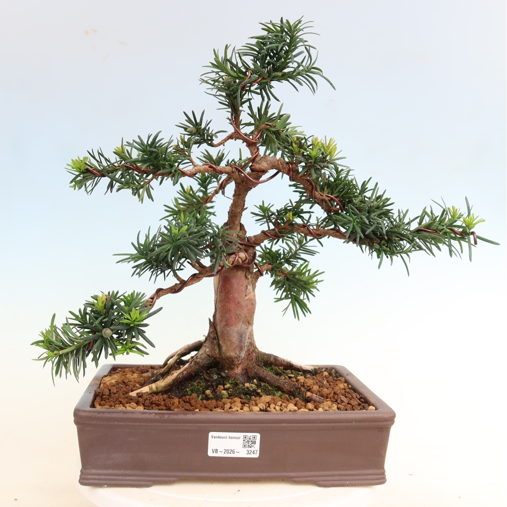 Outdoor Bonsai - Taxus cuspidata  - Japanese Yew