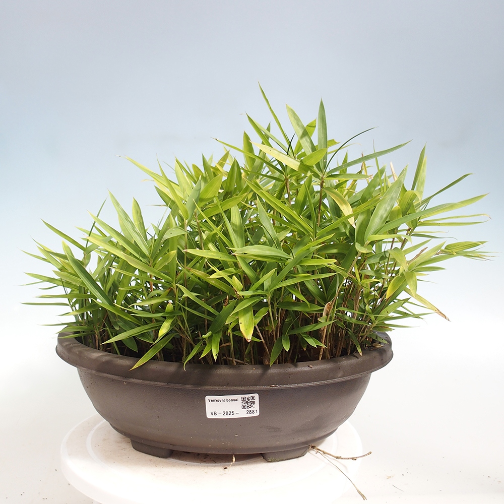 Outdoor bonsai - Pleioblastus argenteostriatus f.pumilus - Dwarf bamboo