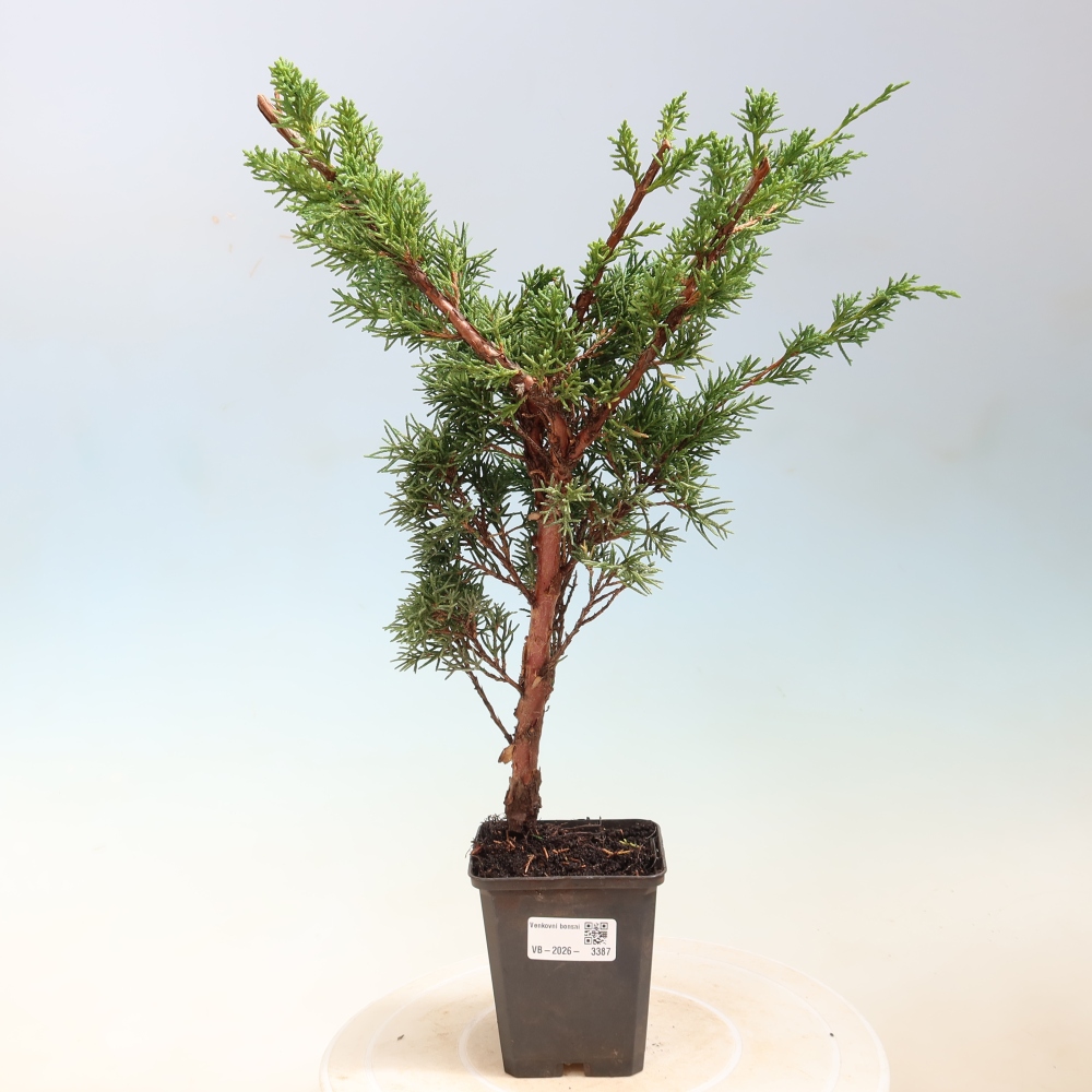 Outdoor bonsai - Juniperus chinensis Kishu