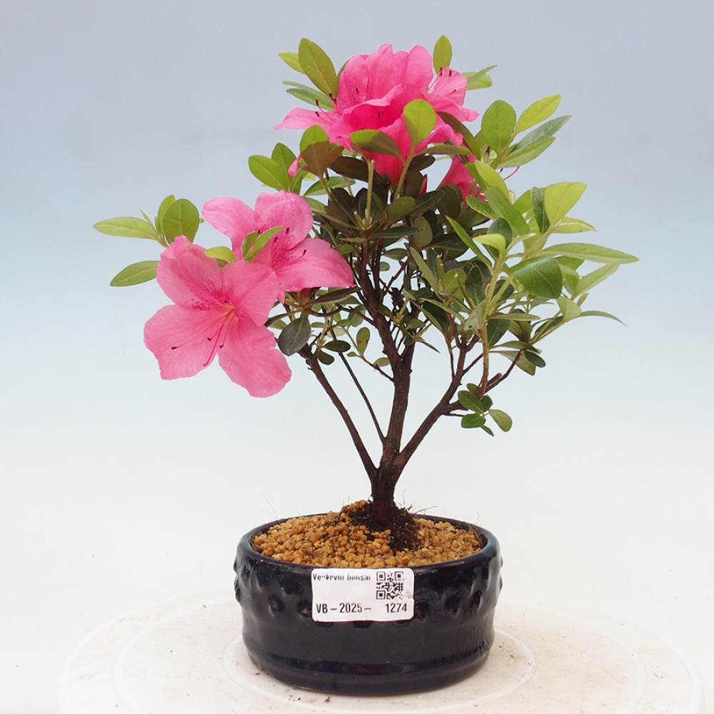 Outdoor bonsai - Japanese azalea - Azalea sp.
