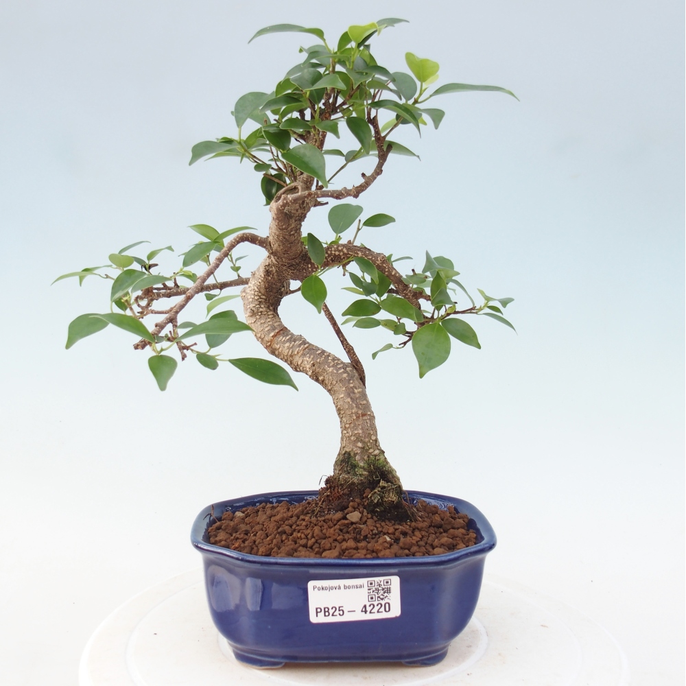 Room bonsai - Ficus retusa - small-leaved ficus