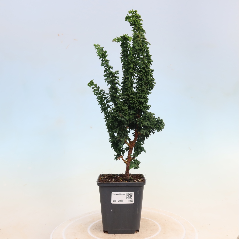 Outdoor bonsai - Cham. obtusa SEKKA HINOKI - Cypress
