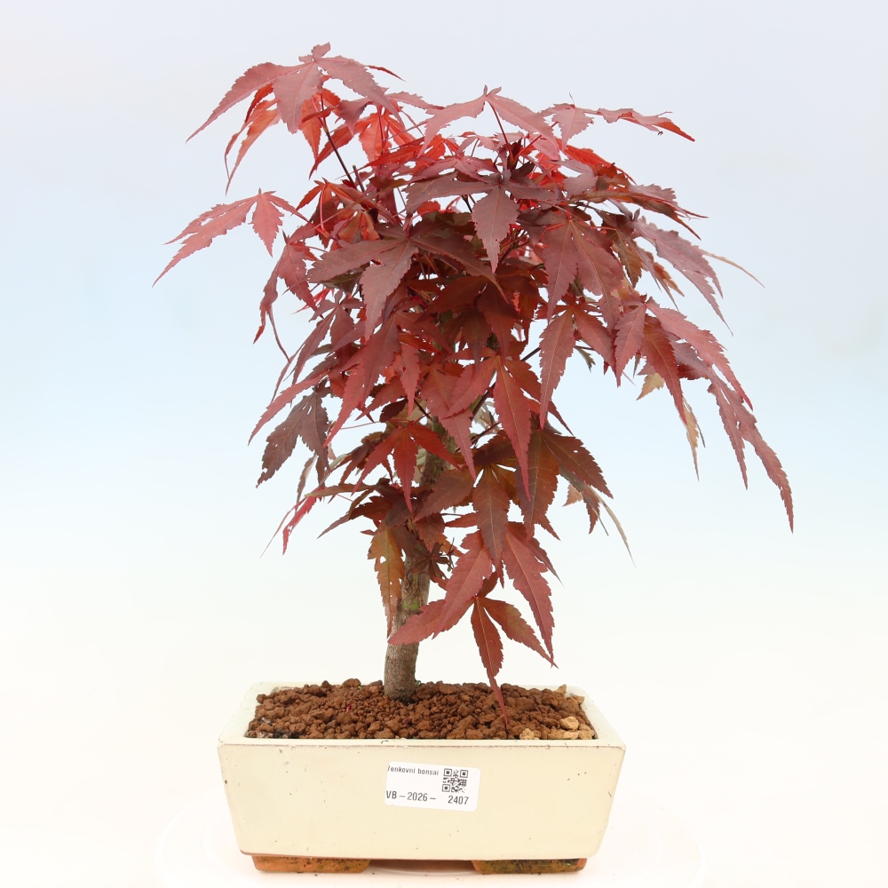 Outdoor bonsai - Acer palm. Atropurpureum-Javor palmate