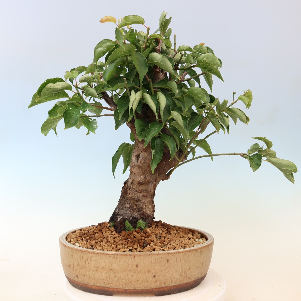 Outdoor Bonsai - Japanese Apricot - Prunus Mume