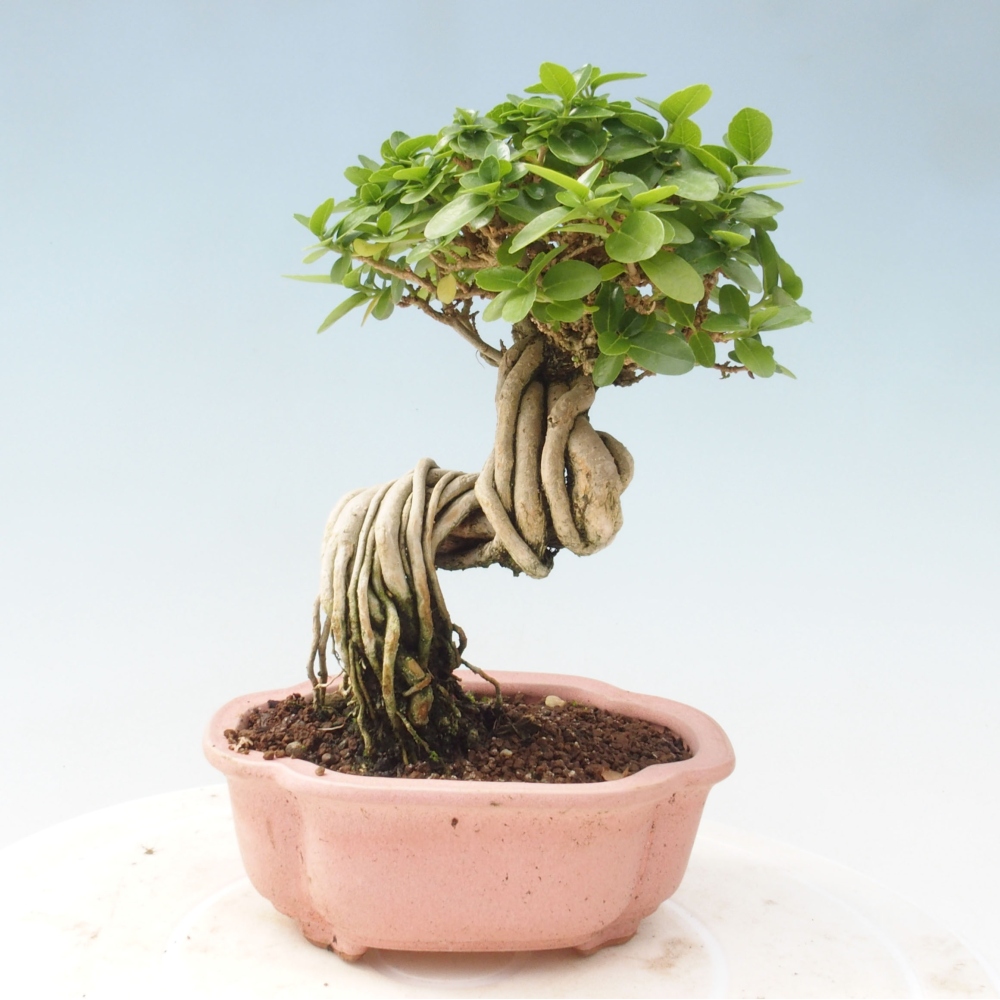 Indoor bonsai - Premna serratifolia - Kozlovon small-leaved