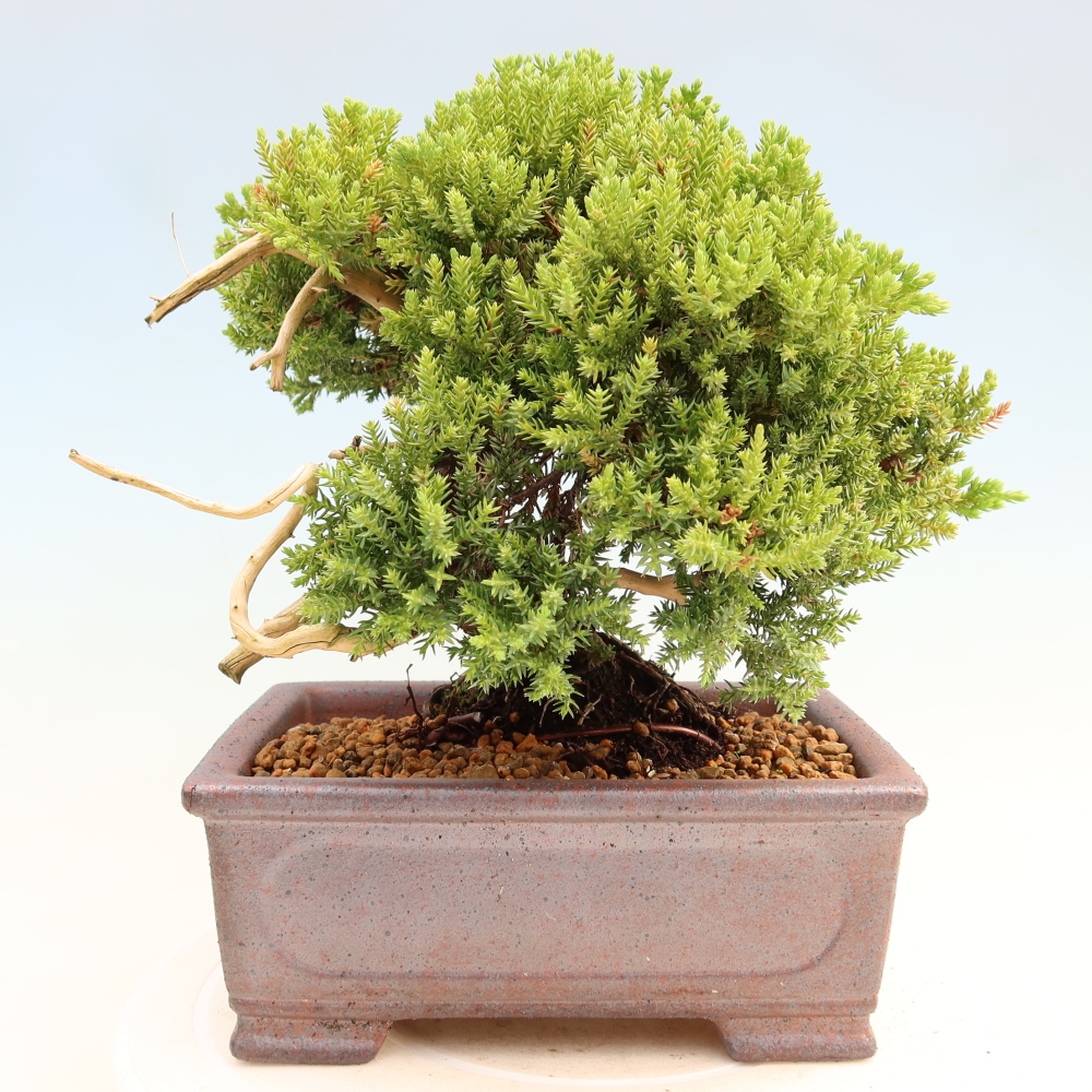 Outdoor Bonsai - Juniperus procumbens - Creeping Juniper