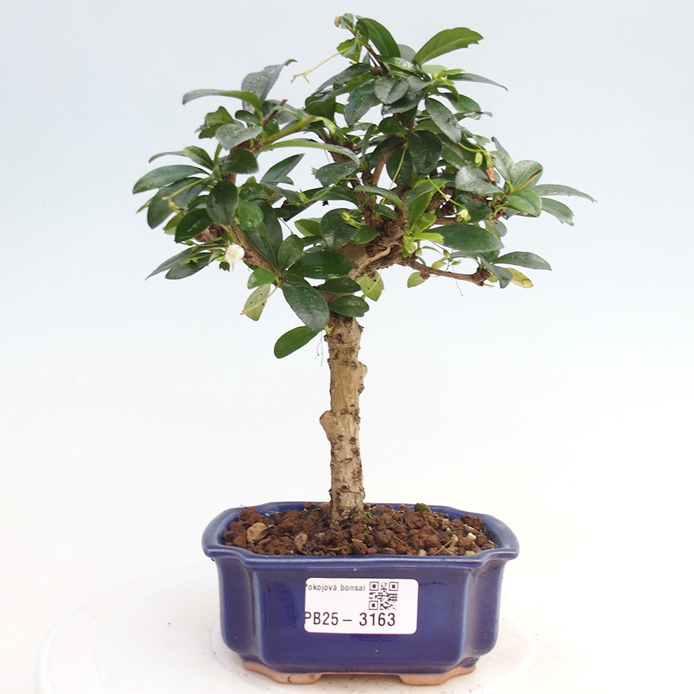 Indoor bonsai - Carmona macrophylla - Fuki tea
