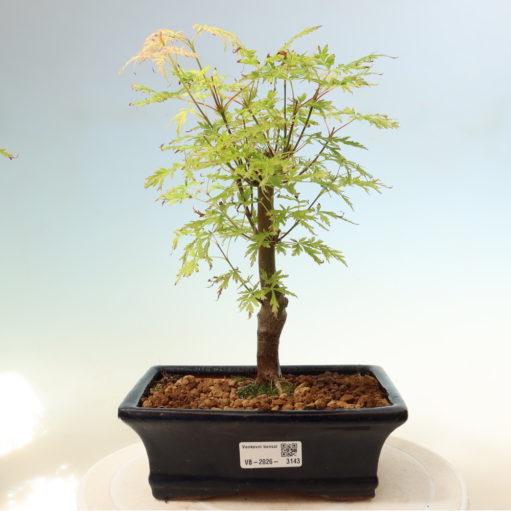 Outdoor Bonsai - Acer palmatum Dissectum - Japanese Maple 