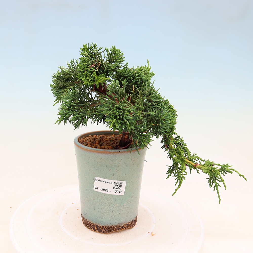 Outdoor bonsai - Juniperus chinensis Kishu