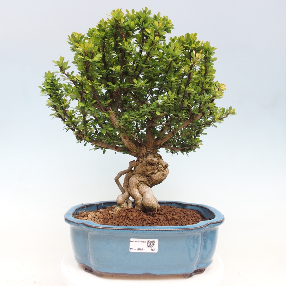 Outdoor bonsai - Berberis coreana
