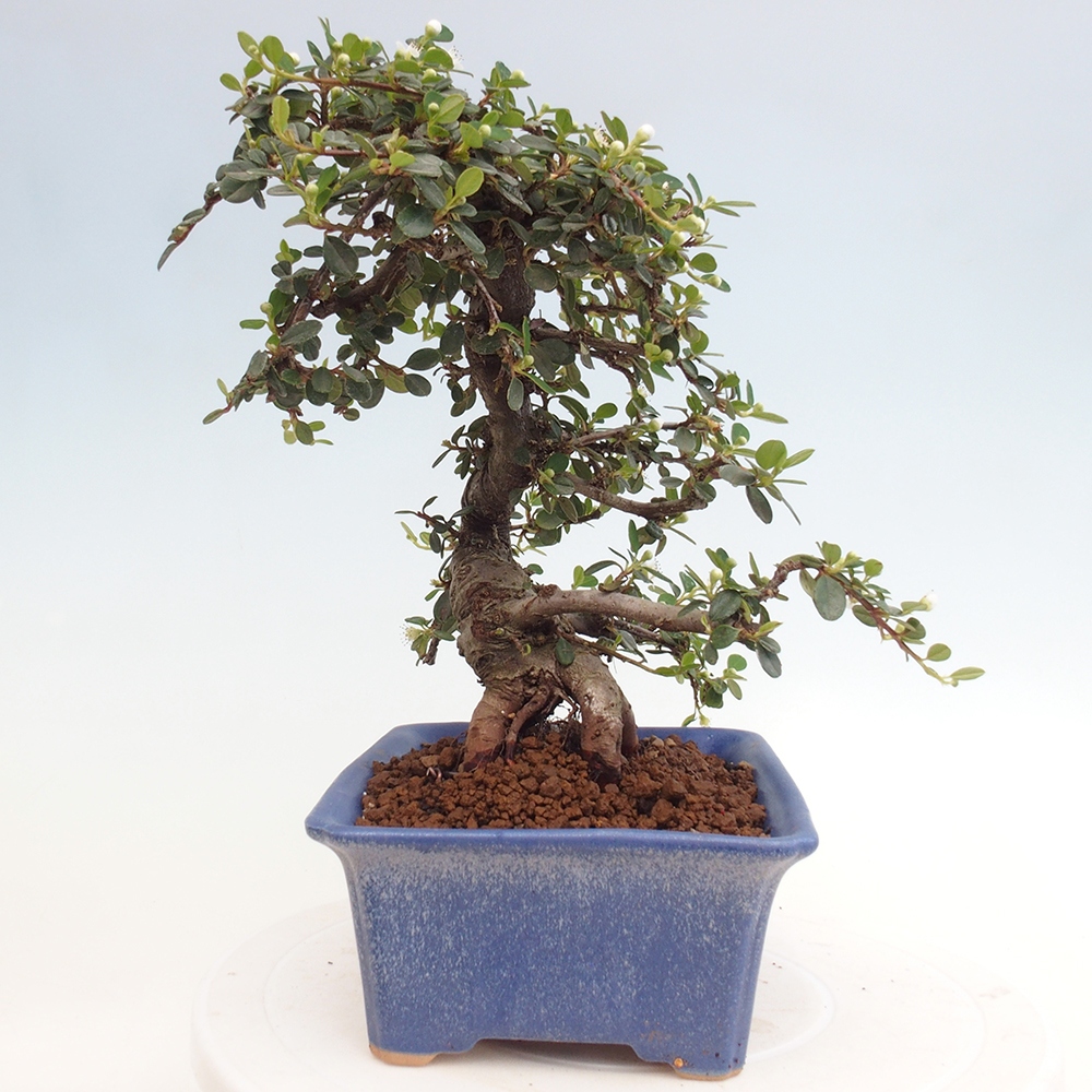 Outdoor bonsai-Cotoneaster dammeri - Rock Damer