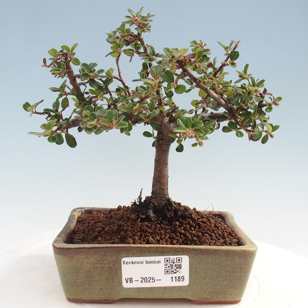 Outdoor bonsai - Cotoneaster horizontalis - Rock tree