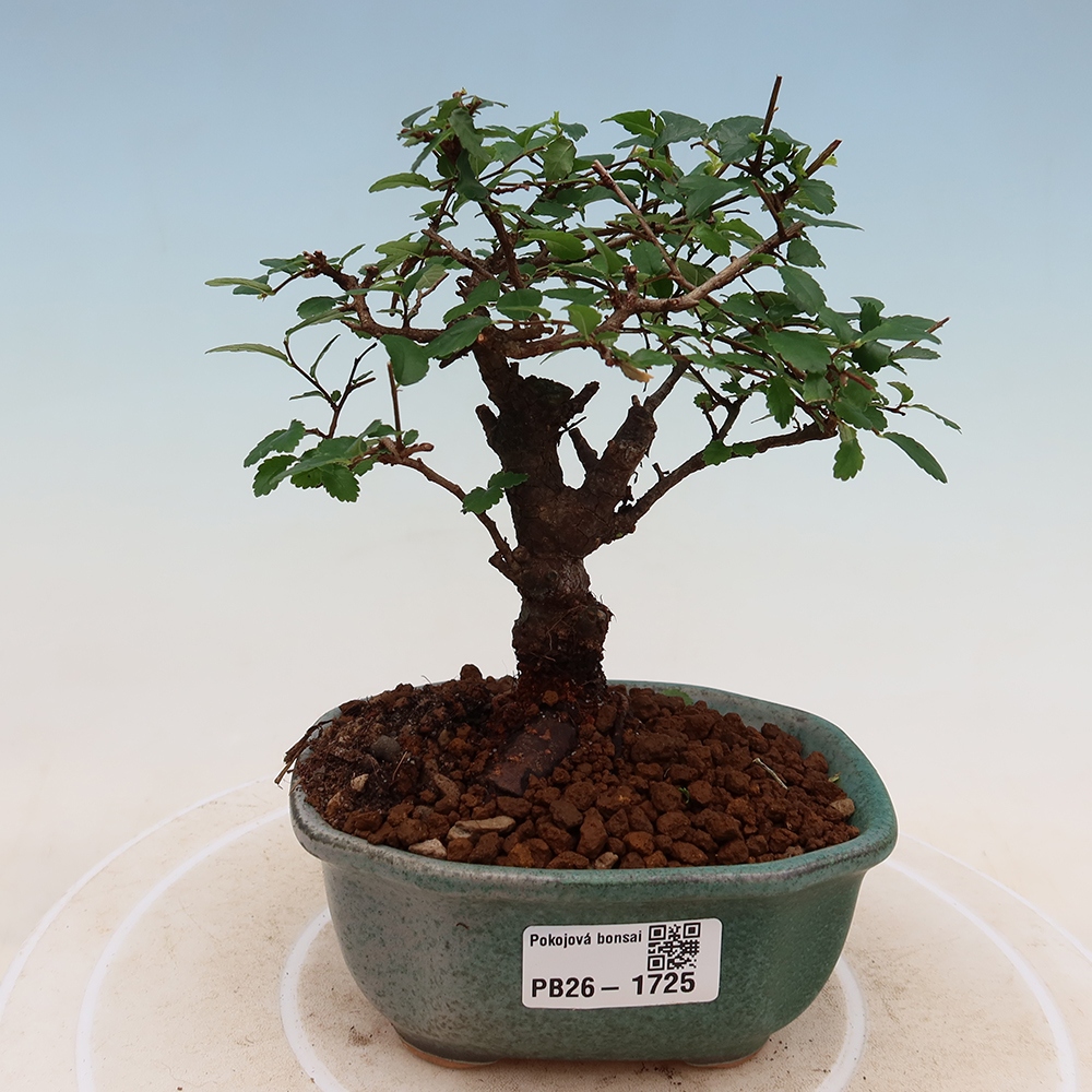 Room bonsai - Ulmus parvifolia - Small-leaved elm