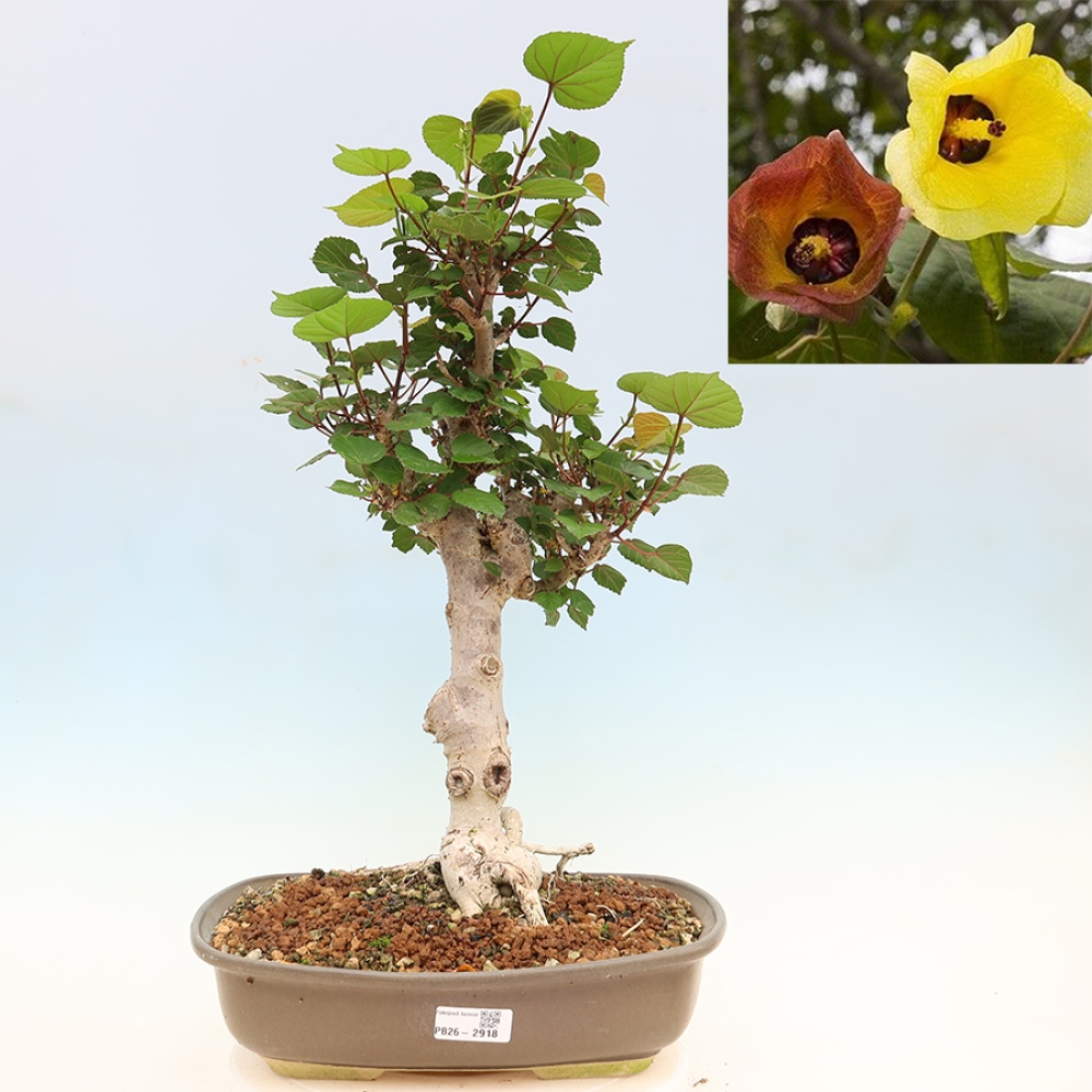 Indoor bonsai - Hibiscus tiliaceus - Sea Hibiscus