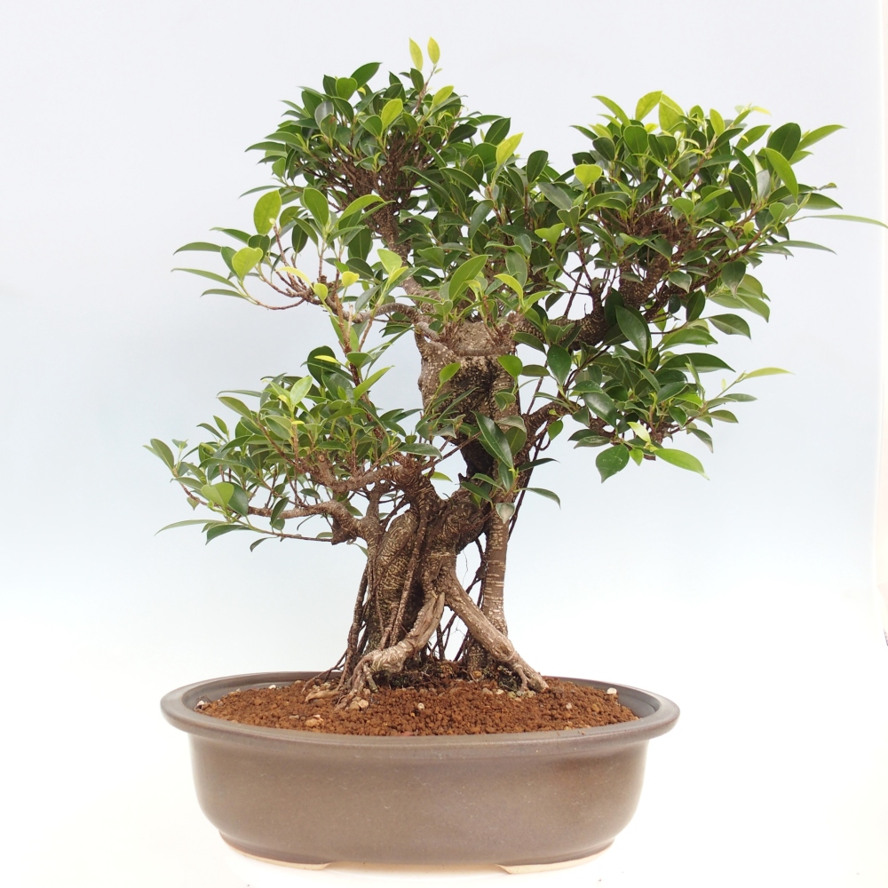 Room bonsai - Ficus kimmen - small-leaved ficus - PERSONAL COLLECTION ONLY or pallet transport
