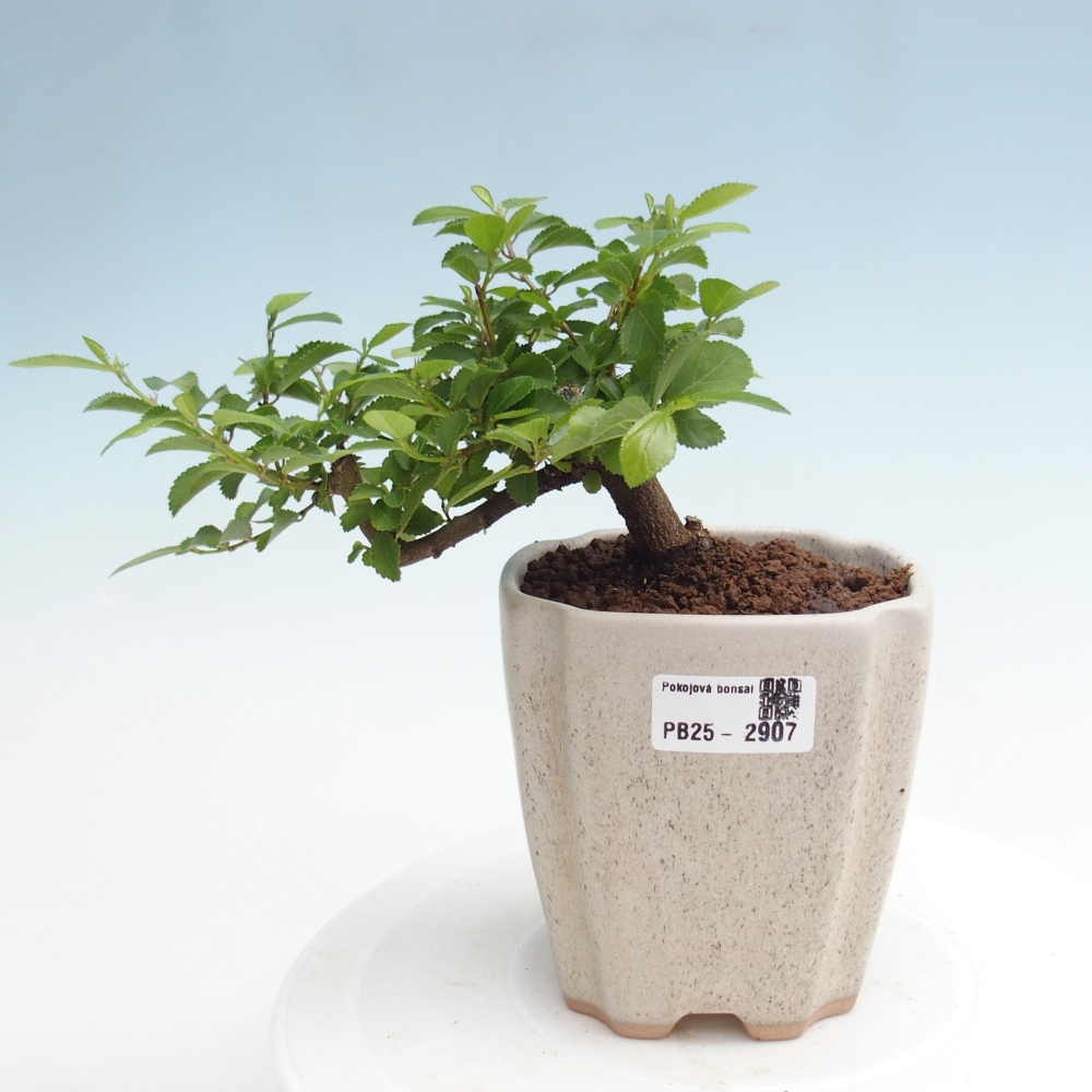 Indoor bonsai - Grewia occidentalis - Lavender star