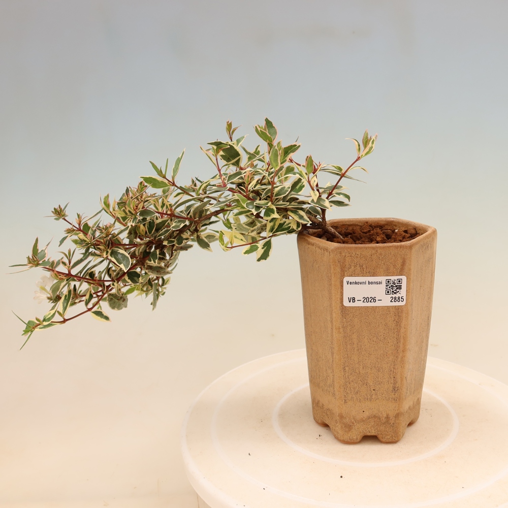 Outdoor Bonsai - Abelia gr. Confetti - Large-flowered Abelia