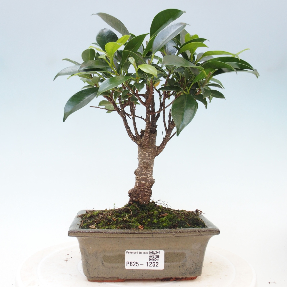Indoor bonsai - Ficus retusa - small-leaved ficus
