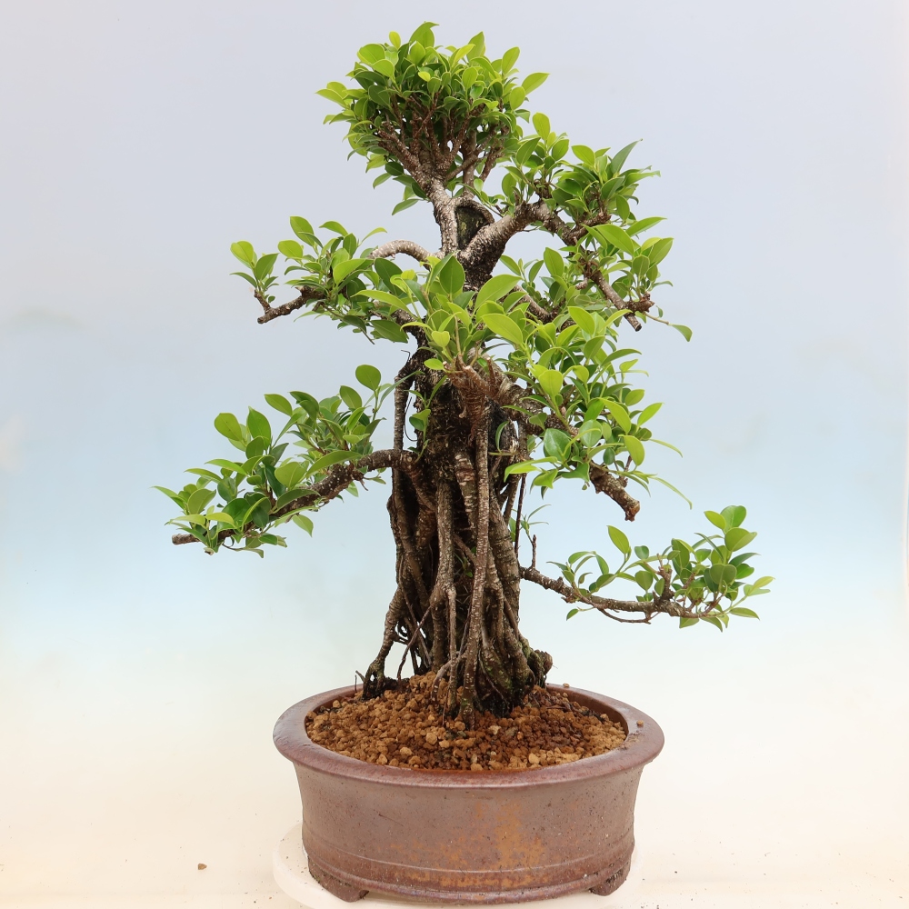 Room bonsai - Ficus kimmen - small-leaved ficus