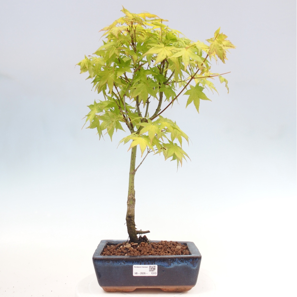 Acer palmatum Aureum - Golden Maple