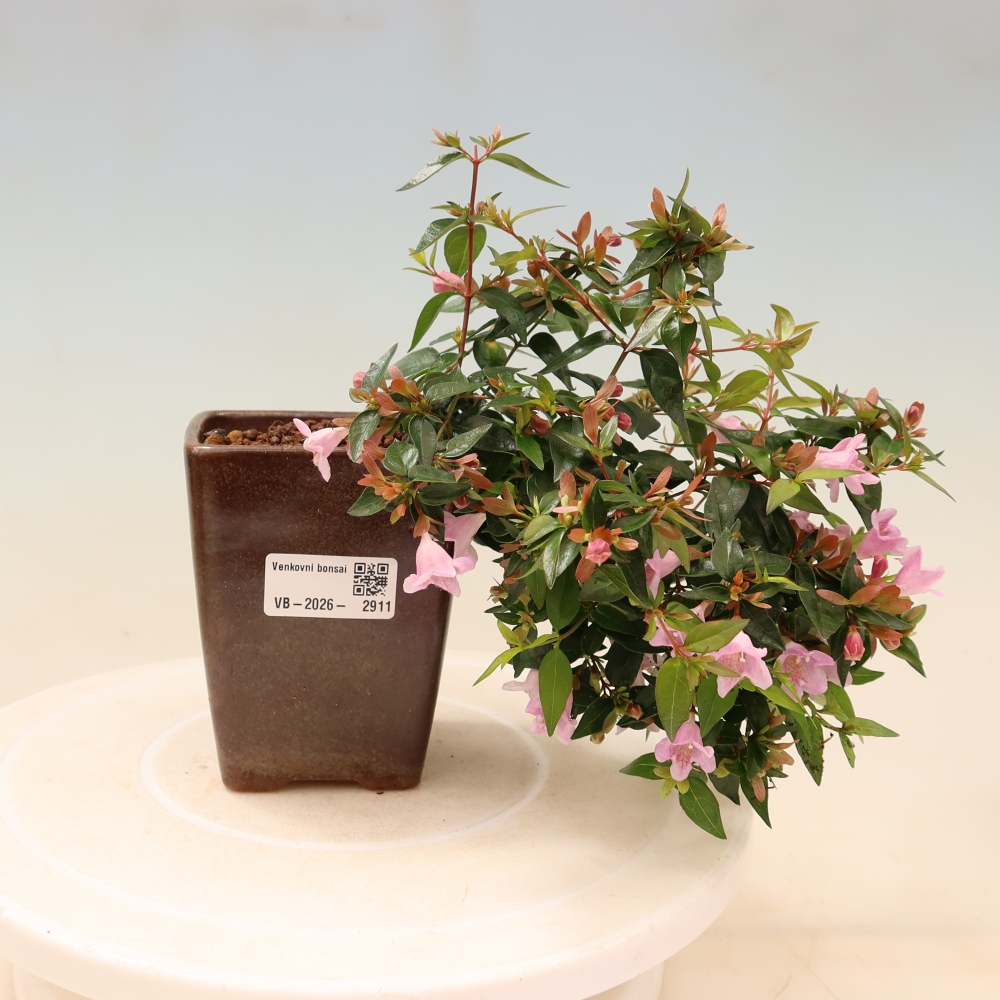 Outdoor Bonsai - Abelia Edward Goucher - Large-flowered Abelia