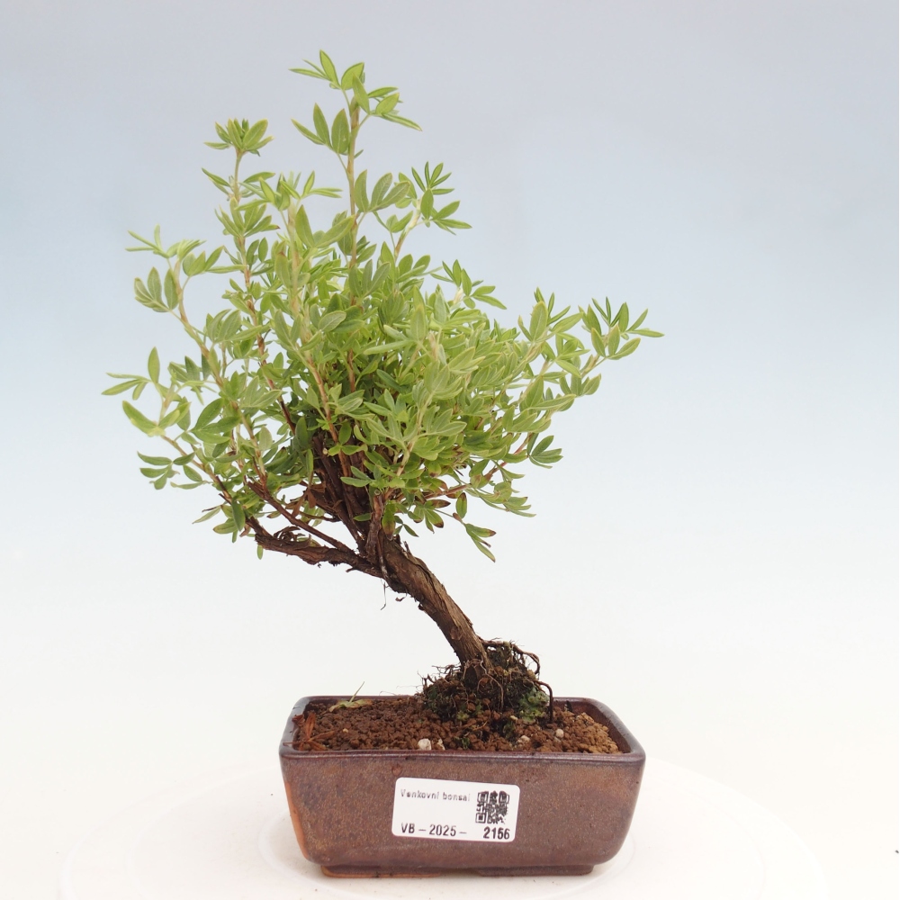 Outdoor bonsai-Cinquefoil - Potentila fruticosa yellow Bird