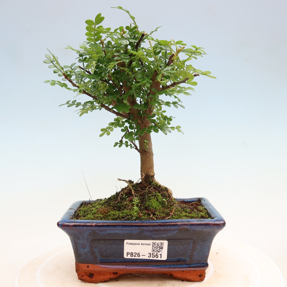 Room bonsai - Zantoxylum piperitum - pepper tree