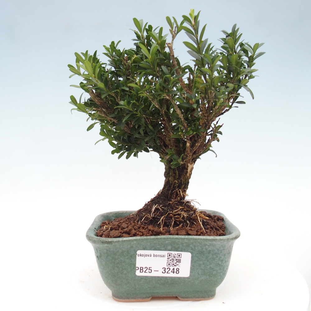 Room bonsai - Buxus harlandii - cork buxus