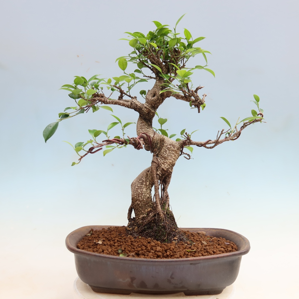 Room bonsai - Ficus kimmen - small-leaved ficus