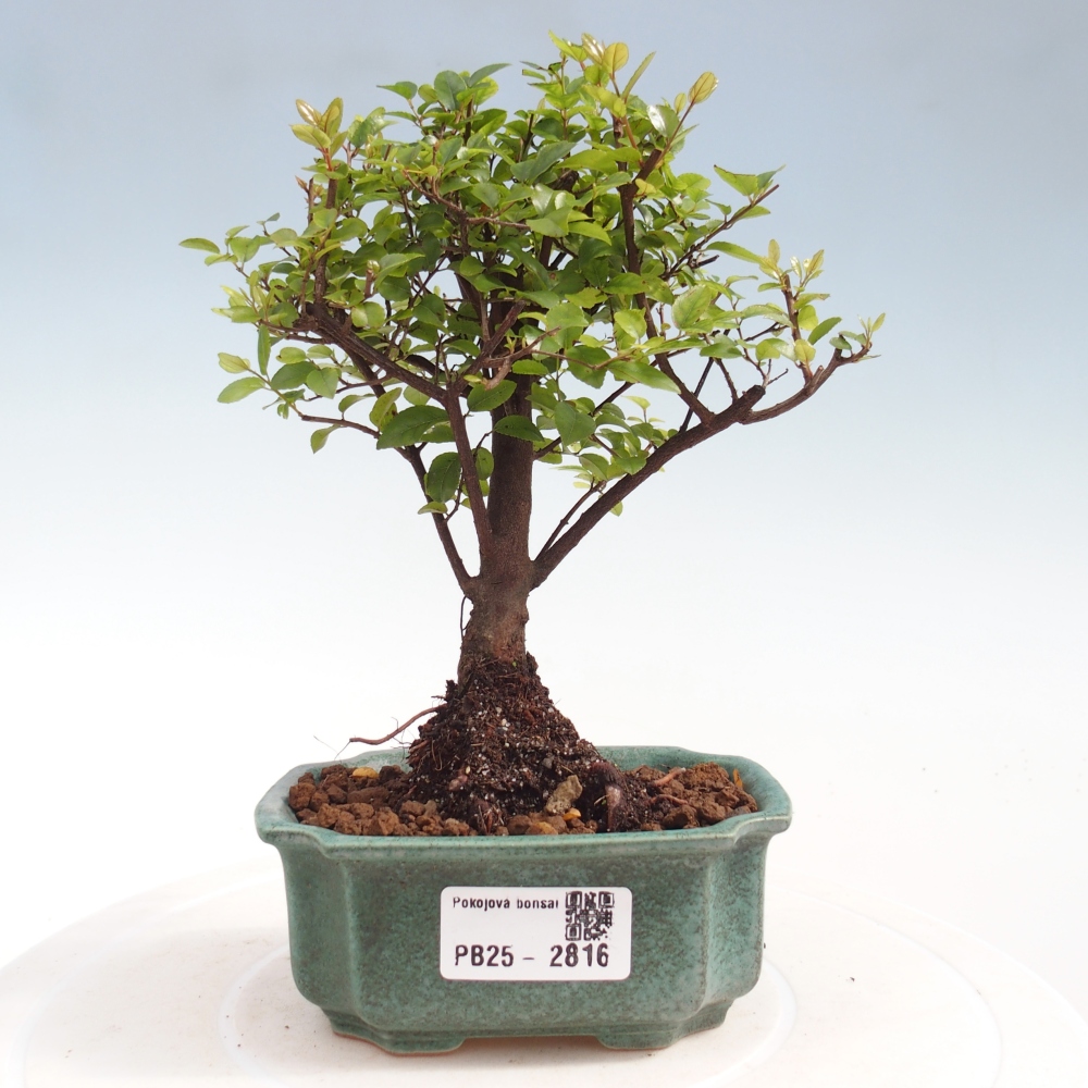 Indoor bonsai - Sagerécie thea - Sagerécie thea