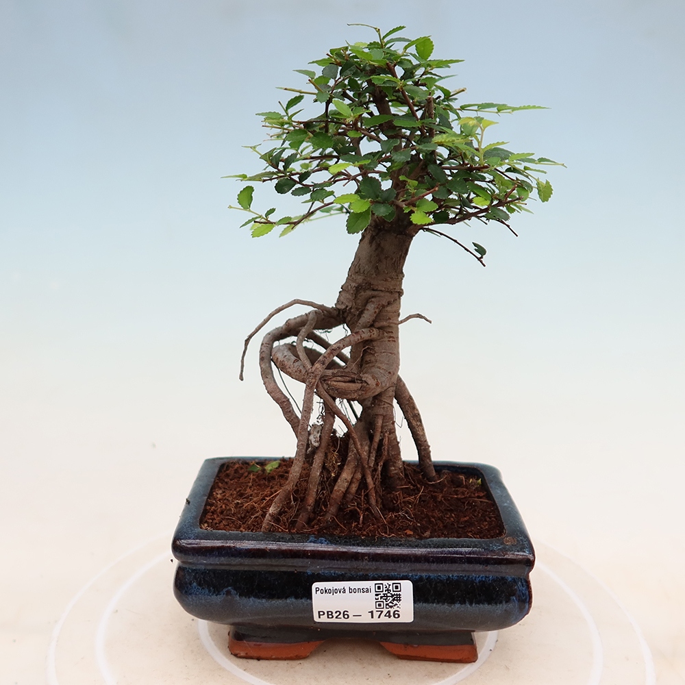 Room bonsai - Ulmus parvifolia - Small-leaved elm