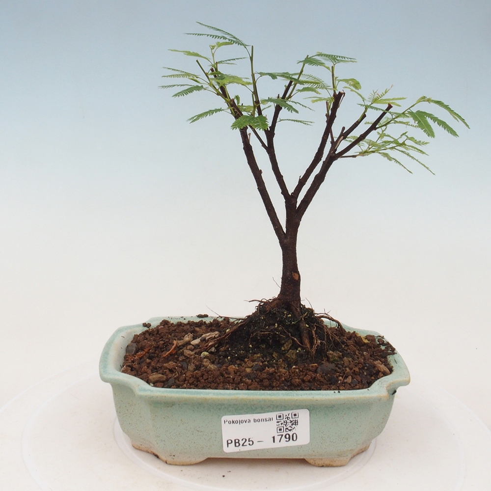 Room bonsai-Calliandra surinamensis Dixie Pink -Kaliandra of Suria